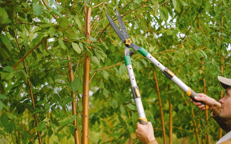Tree trimming in Junction City, OR
